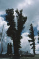 Foxtail pine
