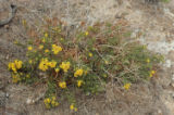 Catalina tarweed