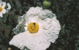 Bristly Matilija poppy