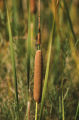 Cattail