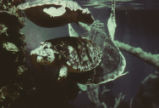 Hawksbll sea turtle