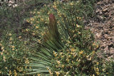 Chaparral yucca