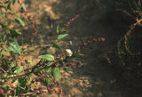 Spear saltbush