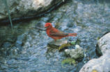 Summer tanager