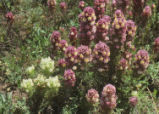 Exserted Indian paintbrush