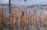 American bittern