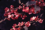 Desert globemallow