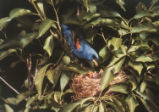 Blue Grosbeak