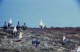 Western gulls