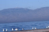 Ring-billed gull