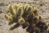 Teddybear cholla