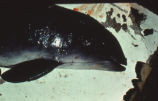 Harbor porpoise