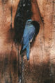 Mountain bluebird