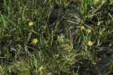 Golden blue-eyed grass