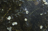 Brazilian waterweed