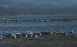 Harbor seal