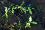 Floating pondweed and Illinois wart lichen