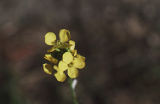 Sanddune wallflower