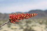 Ocotillo