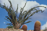 Ocotillo; California barrel cactus