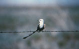 Scissor-tailed flycatcher
