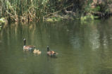 Canada geese family