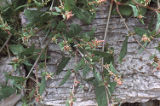 Spear saltbush