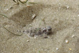 Coast horned lizard