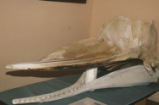 Sperm whale skull