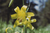 Lemon lily