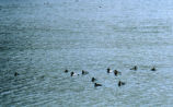 Canvasbacks and ring-necked ducks