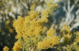 Mojave rabbitbrush