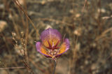 Plummer's mariposa lily