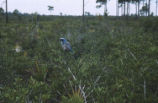 Florida scrub jay