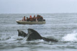 Gray whale