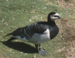 Barnacle goose