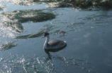 Western grebe