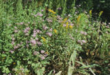 Goldenrod and blue mistflower