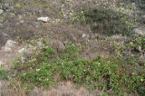 Island false bindweed