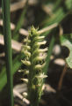 Hooded lady's tresses