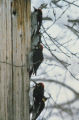 Acorn woodpeckers