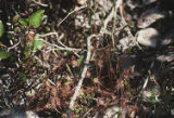 Roundleaf sundew