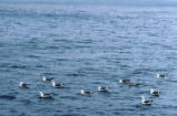 Western gulls