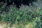Distant phacelia