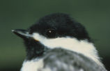 Black-capped chickadee