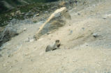 Hoary marmot