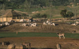 Eland