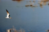 Black skimmer