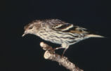 Pine siskin
