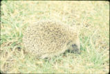 Hedgehog